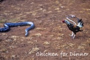Chicken