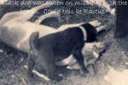 Pets Pleiku 1967