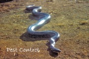 Pest-Control