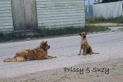 Prissy-Suzy