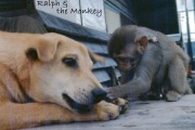 Ralph-monkey